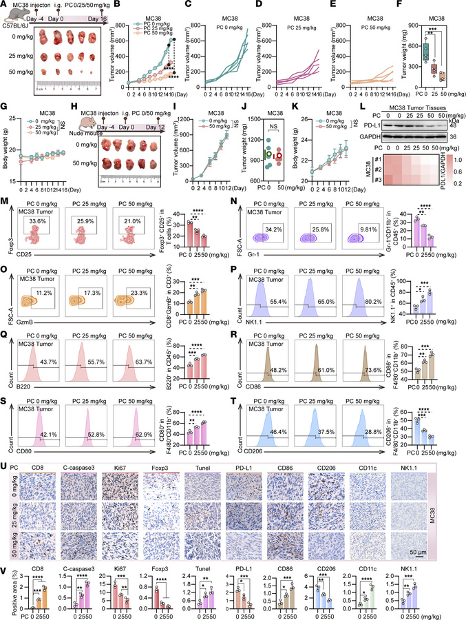 PC attenuates MC38 tumor growth in C57BL/6 mice.
C57BL/6 mice or nude mi...