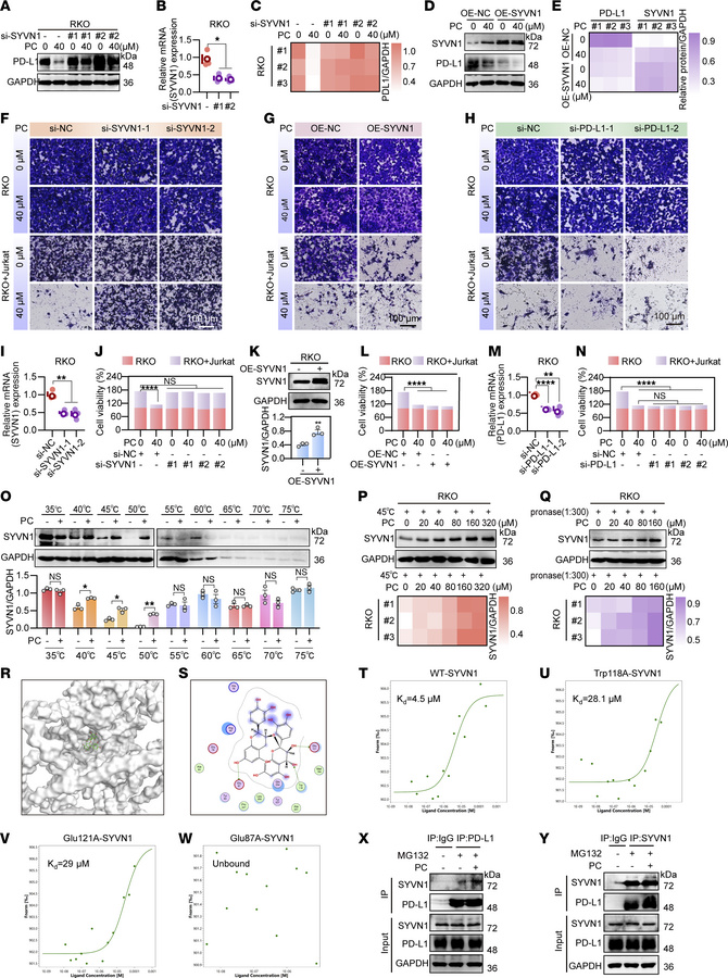 PC downregulates PD-L1 expression via targeting SYVN1.
(A–C) Following S...