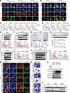 PC targets SYVN1 while promoting AMPK phosphorylation and thus induces PD-L