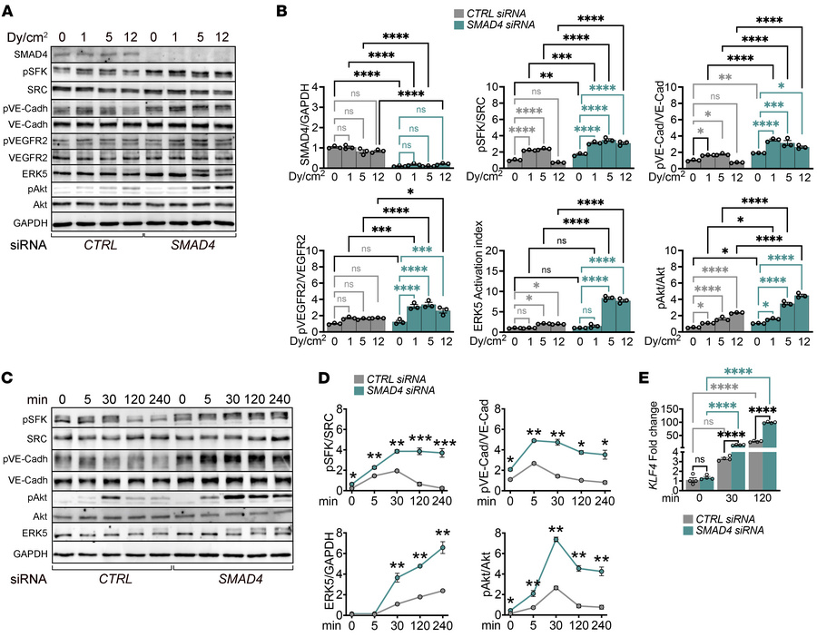 SMAD4 restricts both the magnitude and duration of flow-induced signalin...