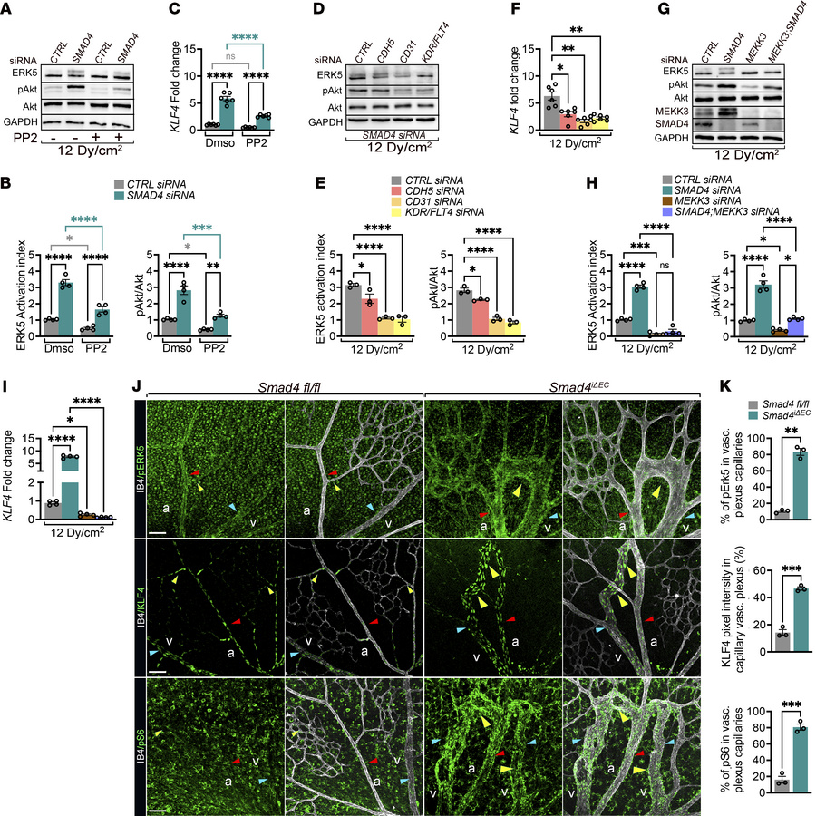SMAD4 restricts junctional signals upstream of MEKK3/ERK5/KLF4/Akt activ...