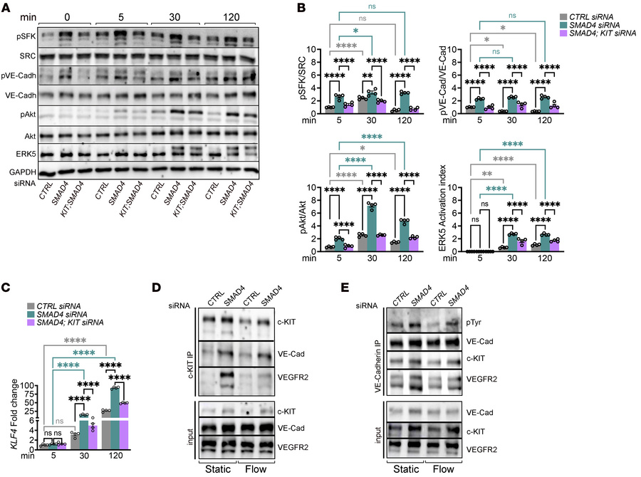 SMAD4 loss promotes c-KIT–dependent amplification of junctional flow sig...
