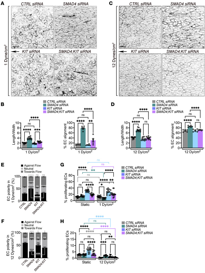 
KIT inactivation in SMAD4 KD cells restores the FSS set point for EC be...