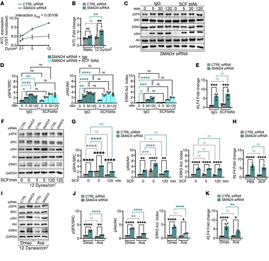 Ligand-independent c-KIT activation in SMAD4 KD sustains flow signaling....