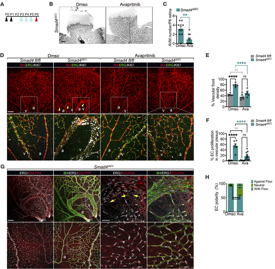 Inhibition of c-KIT kinase activity reverses AVM formation.
(A) Schemati...