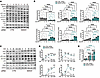 SMAD4 restricts both the magnitude and duration of flow-induced signaling.