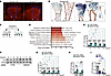 c-KIT upregulation characterizes the high-flow but low-FSS AVMs.