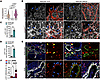 SMAD4 restricts c-KIT expression in vivo.