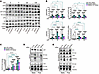 SMAD4 loss promotes c-KIT–dependent amplification of junctional flow signal