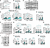 Ligand-independent c-KIT activation in SMAD4 KD sustains flow signaling.