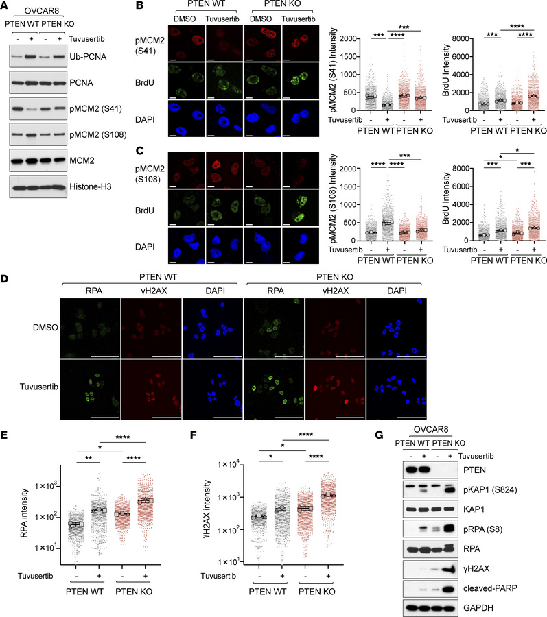 Loss of PTEN leads to uncoupling of helicase and polymerase activities a...