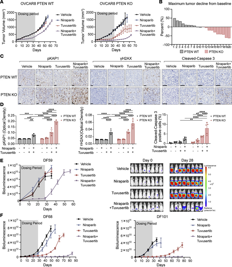 PTEN deficiency confers increased sensitivity to ATR and combined ATR/PA...