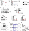 Deficiency of PTEN protein and lipid phosphatase activities confers ATR inh