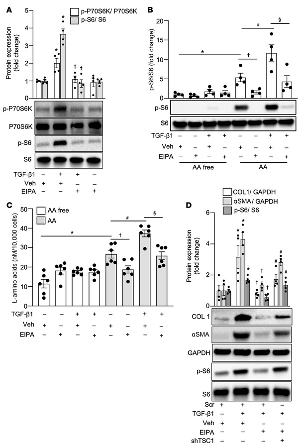 Macropinocytosis inhibition ameliorates mTORC1 signaling by regulating A...