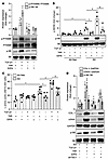 Macropinocytosis inhibition ameliorates mTORC1 signaling by regulating AA u