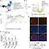 JCI - Macropinocytosis inhibition attenuates profibrotic responses in ...