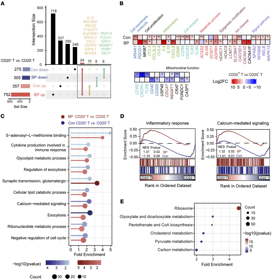 RNA-sequencing analysis of CD20+ T cells in the peripheral blood of huma...