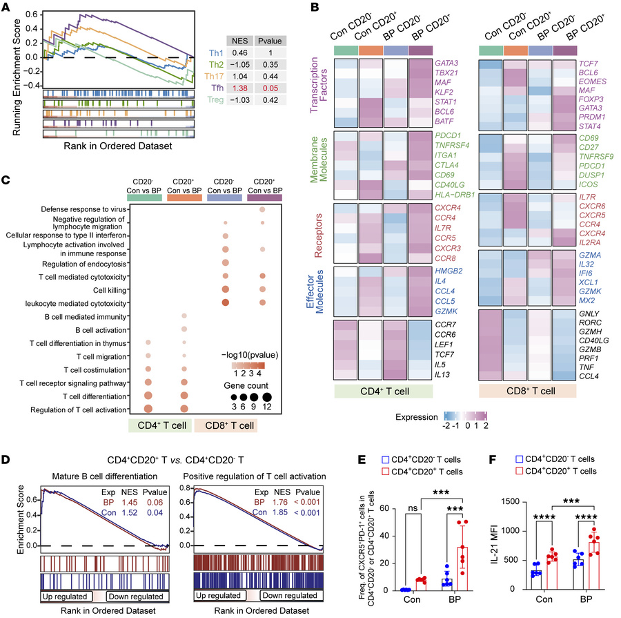 CD4+CD20+ T cells exhibit Tfh-like characteristics in BP.
(A) GSEA enric...