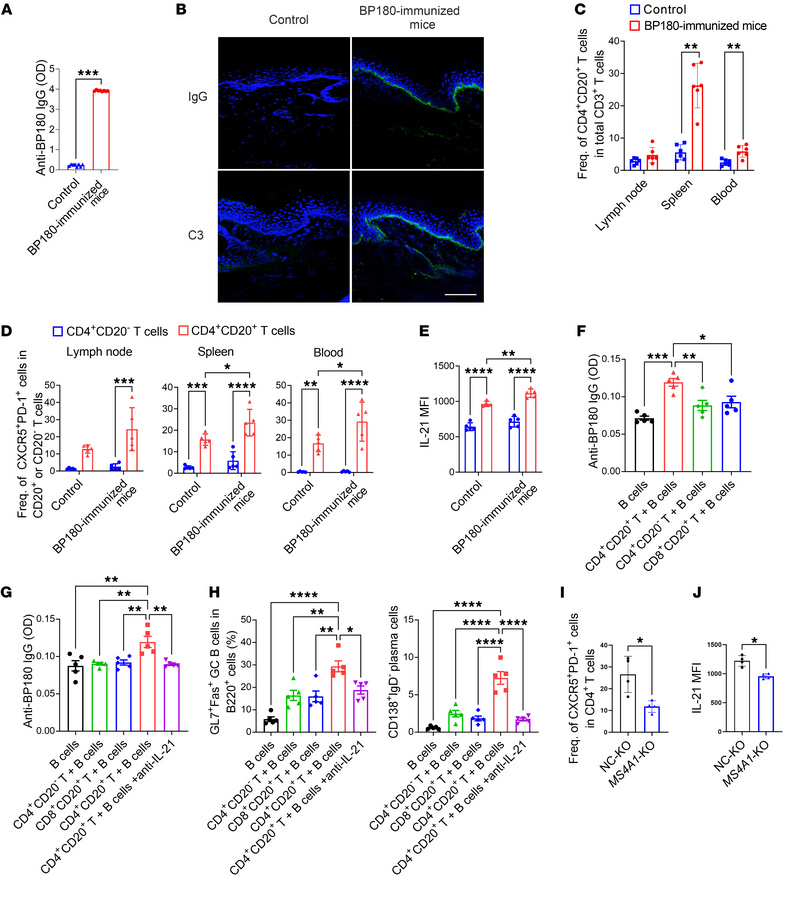 CD20+ T cells are increased in BP180-immunized mice and promote B cell d...