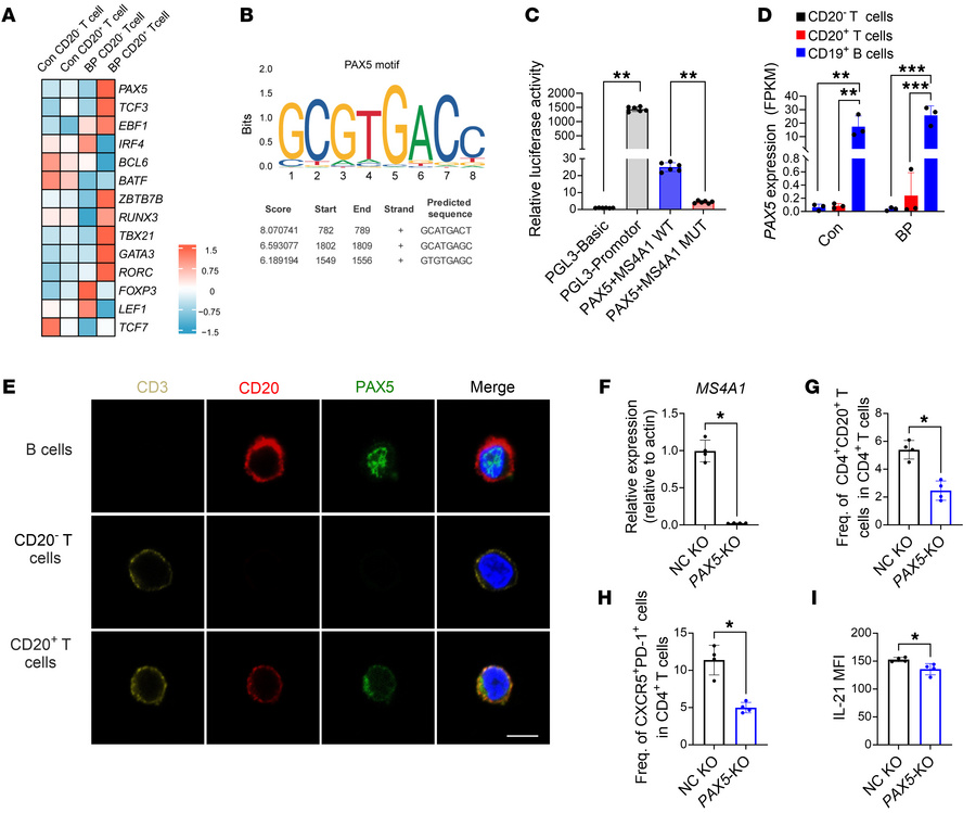 The transcription factor PAX5 regulates endogenous CD20 expression in hu...