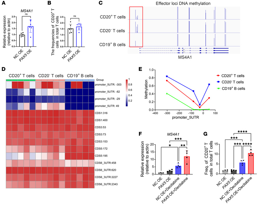 CD20+ T cell differentiation is epigenetically regulated by DNA methylat...