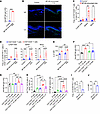 CD20+ T cells are increased in BP180-immunized mice and promote B cell diff