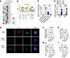 The transcription factor PAX5 regulates endogenous CD20 expression in human