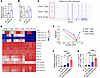 CD20+ T cell differentiation is epigenetically regulated by DNA methylation