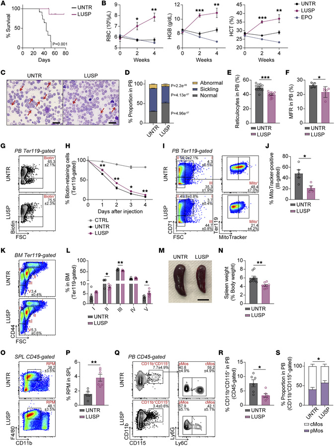 Luspatercept alleviates anemia in the Townes SCD mouse model.
(A) Kaplan...