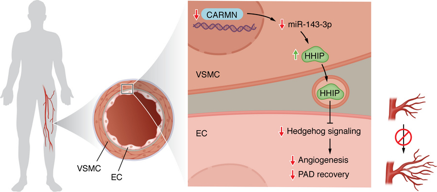 Intercellular paracrine cross talk between smooth muscle and endothelium...