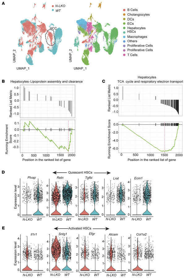 Liver-specific NgBR depletion induces gene expression patterns associate...