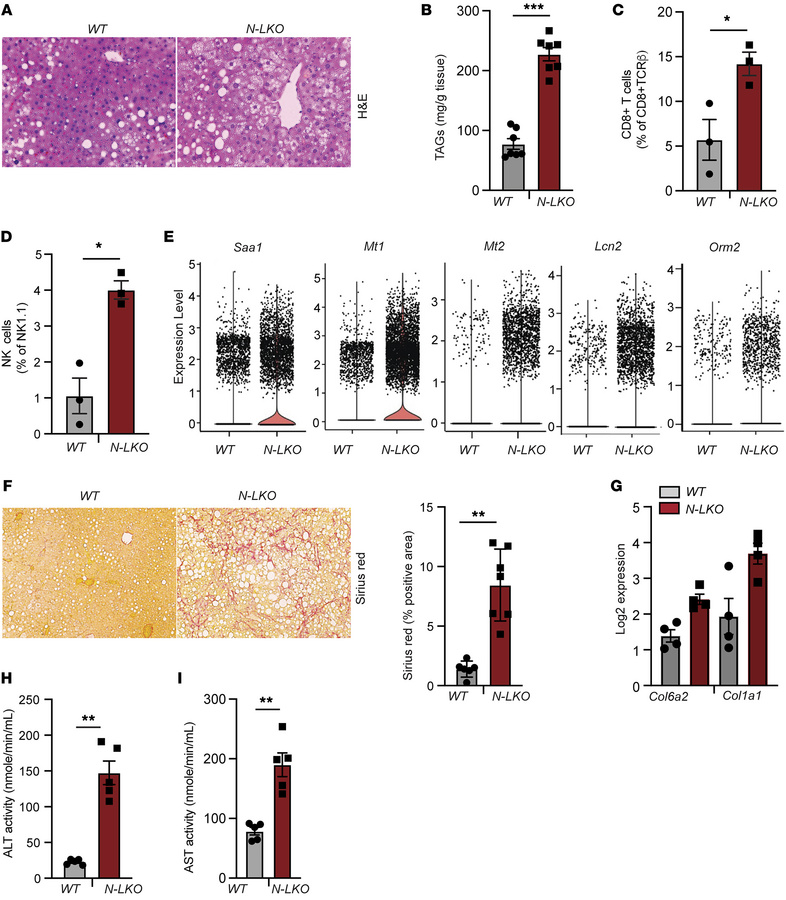 Hepatic NgBR deficiency exacerbates MASH fibrosis phenotype in response ...