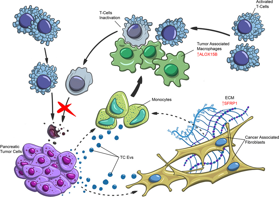 graphical abstract