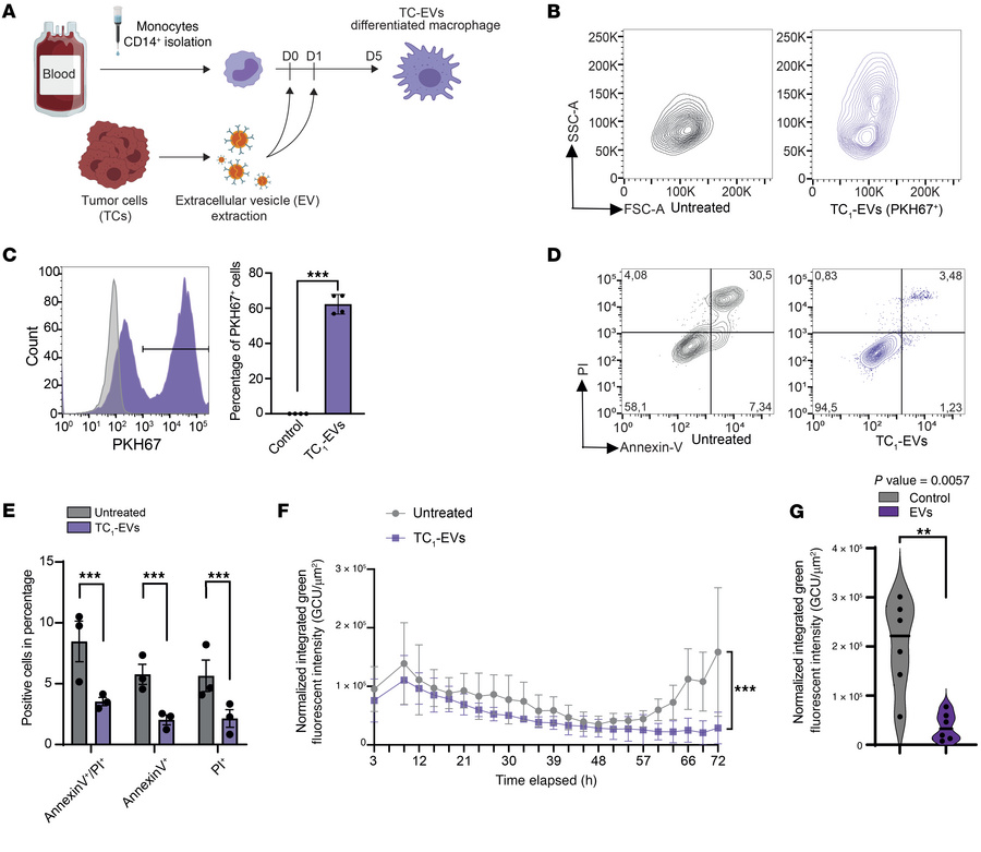 PDAC TC-EVs are efficiently internalized by monocytes and confer increas...