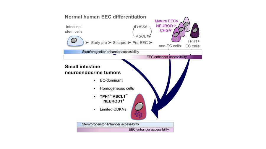 graphical abstract