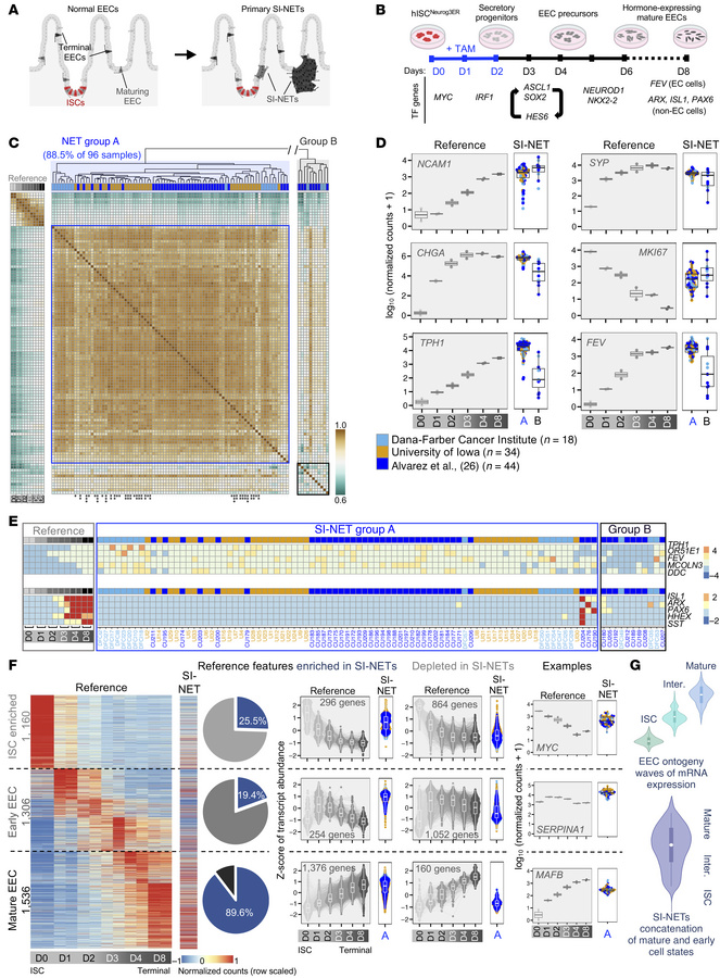 Correspondence of SI-NETs with stages in normal human EEC differentiatio...