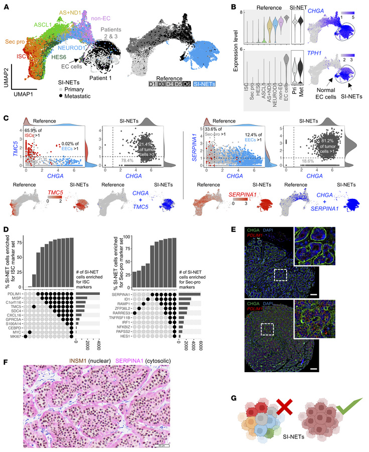 Individual SI-NET cells coexpress stem/progenitor and differentiated EC ...