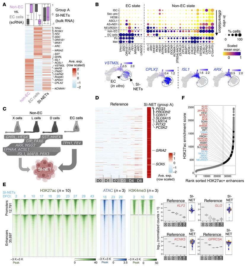 Lineage infidelity and nonphysiologic gene and enhancer activity in SI-N...