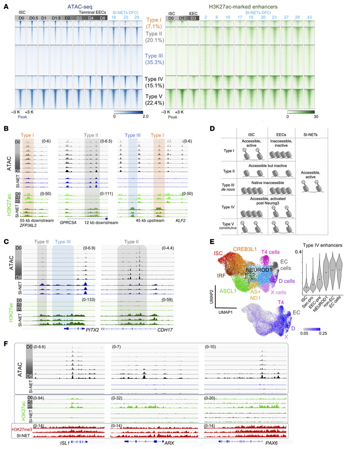 Distinct classes of enhancers associated with SI-NET expression of stem/...