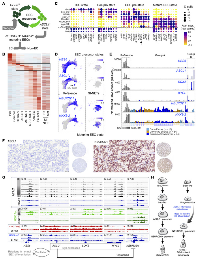 SI-NETs express NEUROD1 but not ASCL1, and epigenetic features account f...