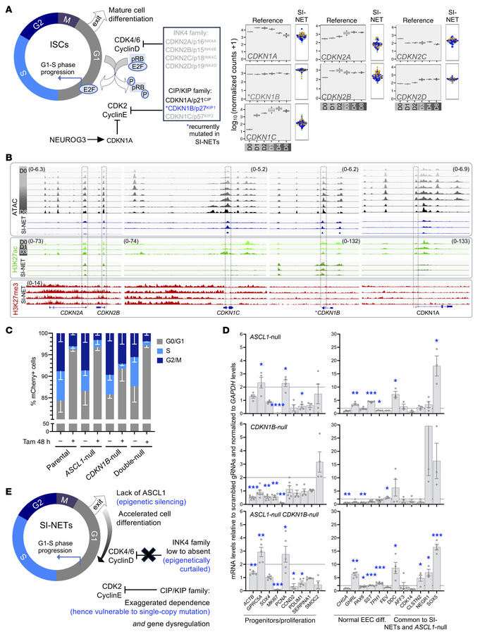 Expression and regulation of CDKN1B and other cell cycle regulators in n...