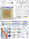 Correspondence of SI-NETs with stages in normal human EEC differentiation f