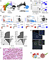 Individual SI-NET cells coexpress stem/progenitor and differentiated EC cel