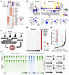 Lineage infidelity and nonphysiologic gene and enhancer activity in SI-NETs