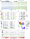 Distinct classes of enhancers associated with SI-NET expression of stem/ear