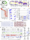 SI-NETs express NEUROD1 but not ASCL1, and epigenetic features account for