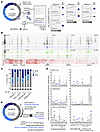 Expression and regulation of CDKN1B and other cell cycle regulators in norm