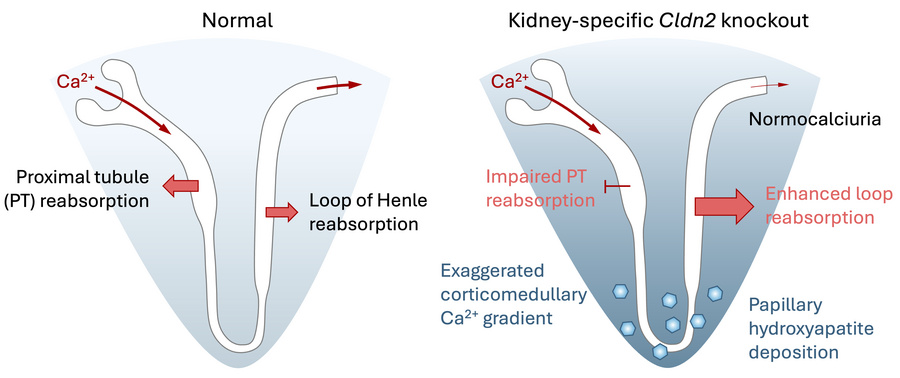 graphical abstract