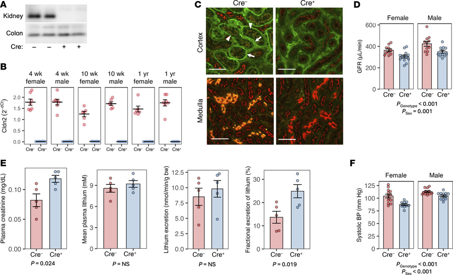 General phenotype of constitutive, kidney-specific Cldn2-KO mice.
(A) We...