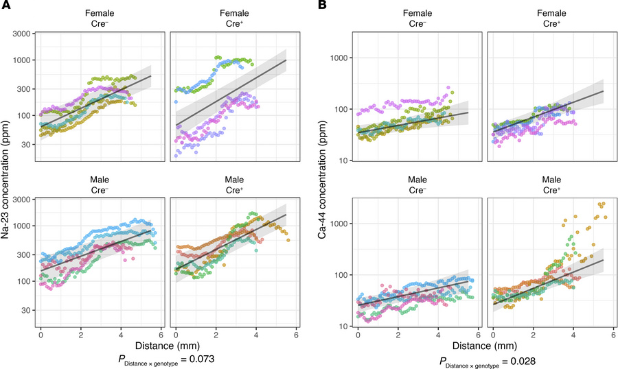 Elemental corticomedullary concentration profiles.
Profiles for 23Na (A)...